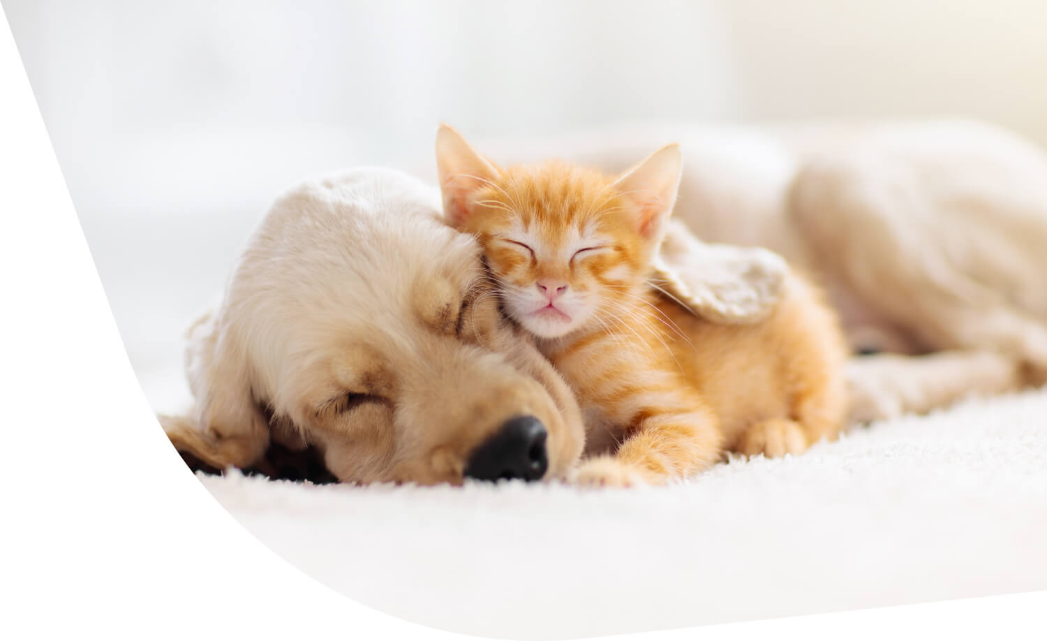 Canile Milano | Allevamento cani | canile Milano cuccioli in regalo